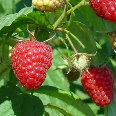 Малина ТАДМОР в Полоцке