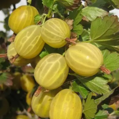 Крыжовник ЯРОВОЙ в Полоцке