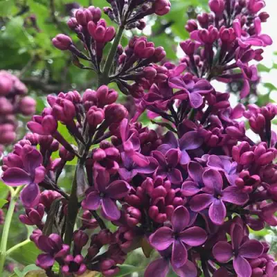 Сирень ЛЮДВИГ ШПЕТ в Полоцке