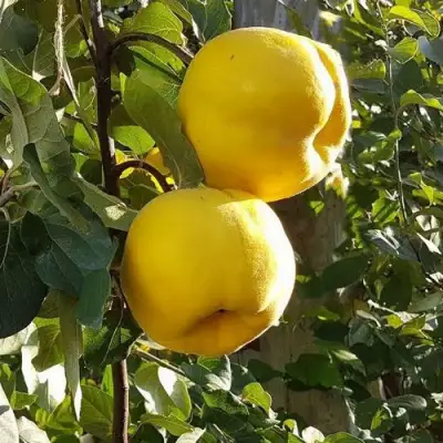 Айва МАРИЯ в Полоцке