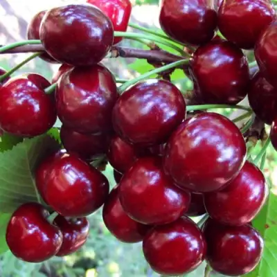 Вишня ЖУКОВСКАЯ в Полоцке