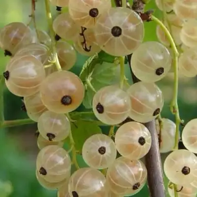 Смородина белая СМОЛЬЯНИНОВСКАЯ в Полоцке