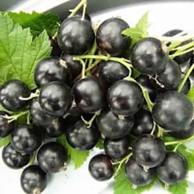 Смородина чёрная ТИТАНИЯ в Полоцке