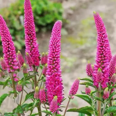 Вероника ФЕРСТ ЛАВ длиннолистная в Полоцке