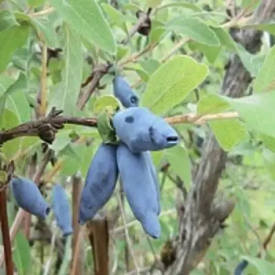 Жимолость съедобная ПУШКИНСКАЯ в Полоцке