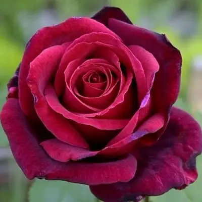 Роза ПАПА МЕЙЯН чайно-гибридная в Полоцке