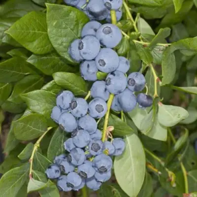 Голубика ЛИБЕРТИ в Полоцке