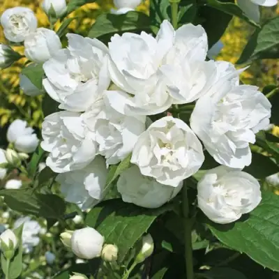 Жасмин махровый в Полоцке