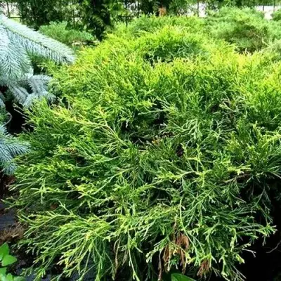 Кипарисовик ФИЛИФЕРА АУРЕА ВАРИЕГАТТА горохоплодный в Полоцке