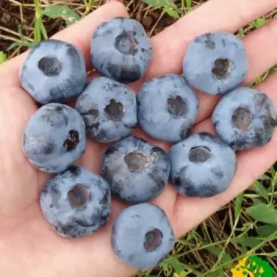 Голубика ЧАНДЛЕР в Полоцке