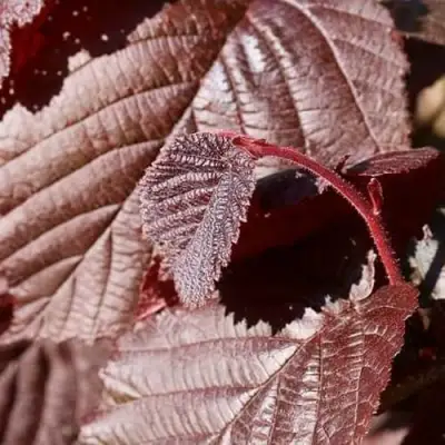 Фундук СИРЕНА в Полоцке