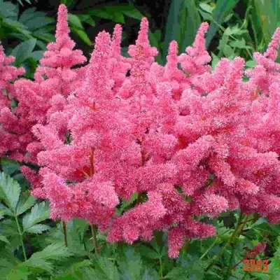 Астильба БОНН японская в Полоцке