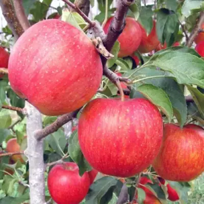 Яблоня ЖЕНЕВА (ЖЕНЕВА ЭРЛИ) в Полоцке