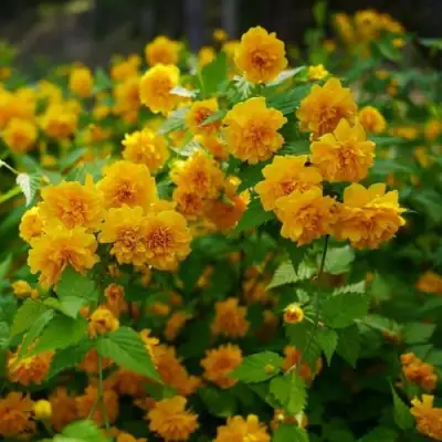 Керрия японская ПЛЕНИФЛОРА в Полоцке