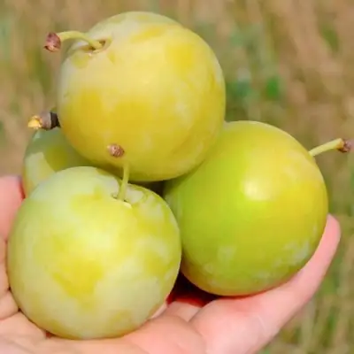 Слива РЕНКЛОД ранний в Полоцке