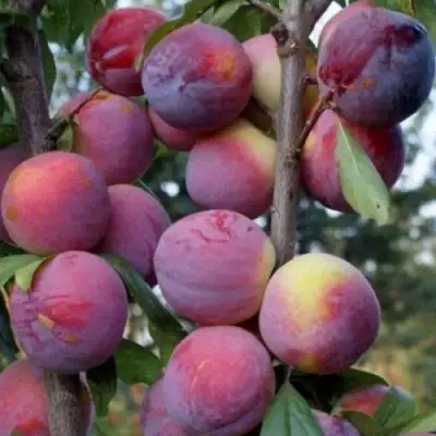 Слива ИМПЕРИАЛ колонновидная в Полоцке