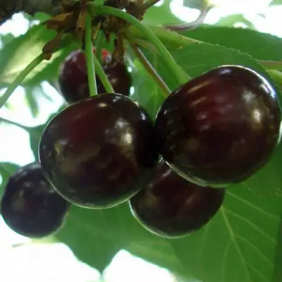 Дюк КСЕНИЯ (ЧЕРЕВИШНЯ) в Полоцке