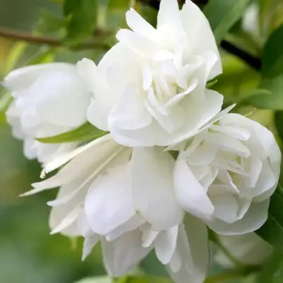 Жасмин МАНТО Д’ЭРМИН в Полоцке