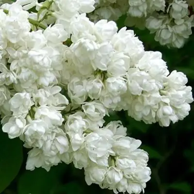 Сирень ПАМЯТЬ О КОЛЕСНИКОВЕ в Полоцке