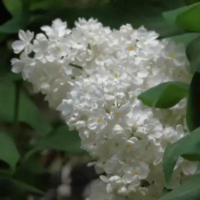 Сирень РУССКИЙ СЕВЕР в Полоцке