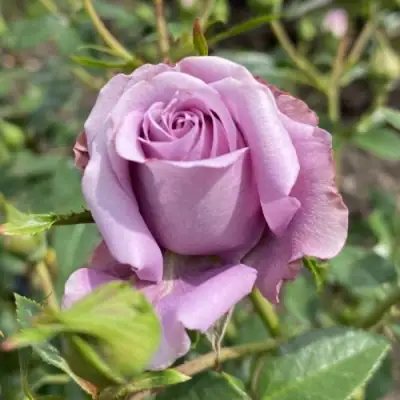 Роза БИЛОНА спрей в Полоцке