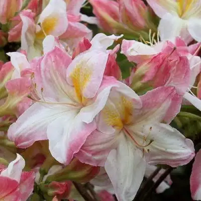 Азалия САТОМИ японская в Полоцке