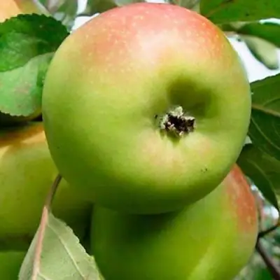 Яблоня БРАТ ЧУДНОГО стелющаяся в Полоцке