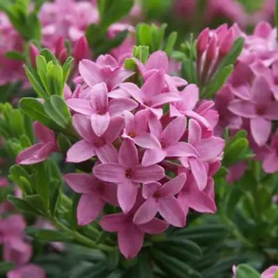 Волчеягодник КОЛЛИНА ГАРАЛЕНС в Полоцке