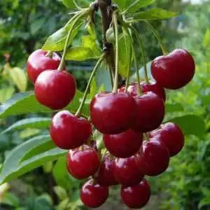 Дюк ФАКЕЛ в Полоцке