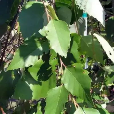 Береза САММЕР КАСКАД черная в Полоцке