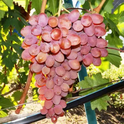 виноград румба