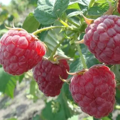 Малина БРУСИЛОВСКАЯ в Полоцке