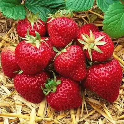 Клубника ХОНЕЙ в Полоцке