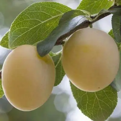 Слива УТРО в Полоцке