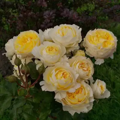 Роза БЕАТРИС английская в Полоцке