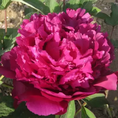 Пион ТАЙНАЯ СТРАСТЬ древовидный в Полоцке