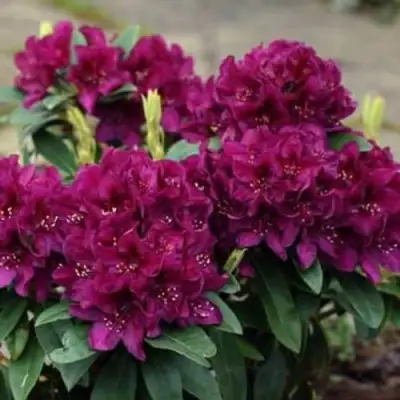 Рододендрон КАЛИ в Полоцке