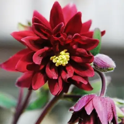 Аквилегия РУБИ ПОРТ обыкновенная в Полоцке