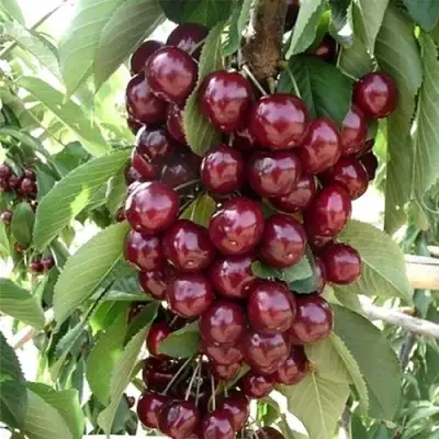 Черешня СИЛЬВИЯ колоновидная в Полоцке