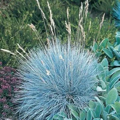 Овсяница АЙСФОГЕЛЬ сизая в Полоцке