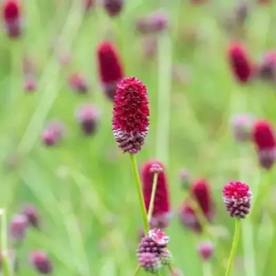 Кровохлебка БИТЛВИНГЗ в Полоцке