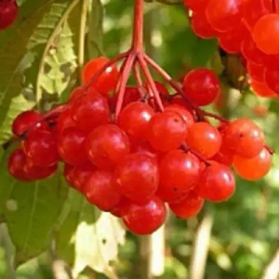 Калина ПАМЯТИ ВАЛЕНТИНЫ в Полоцке