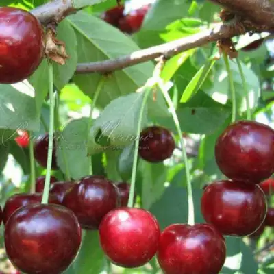 Дюк ИВАНОВНА в Полоцке