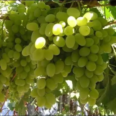 Виноград ИЛЬЯ  в Полоцке