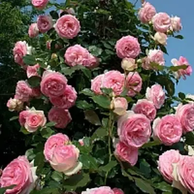 Роза ПЬЕР ДЕ РОНСАР плетистая в Полоцке