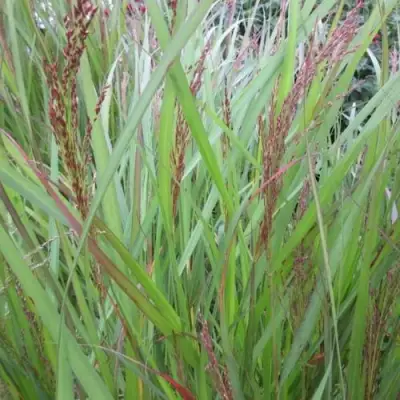 Просо ВЭРРИОР прутьевидное в Полоцке