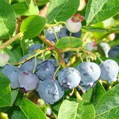 Голубика БЛЮДЖЕЙ в Полоцке