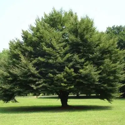 Бук обыкновенный в Полоцке