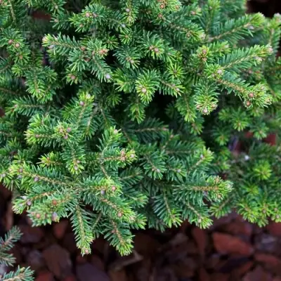 Ель ВИЛС ЦВЕРГ обыкновенная в Полоцке