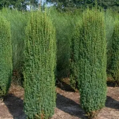 Можжевельник ХИБЕРНИКА обыкновенный  в Полоцке